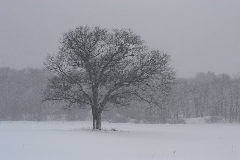 tree on snow field, nature, winter, storm, outdoors, blizzard HD wallpaper