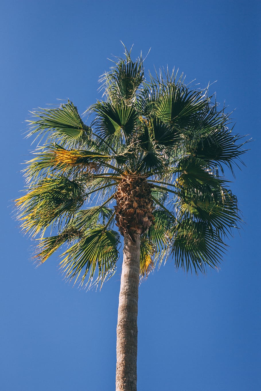 palm tree, nature, leaf, greece, holiday, sky, green, blue HD wallpaper