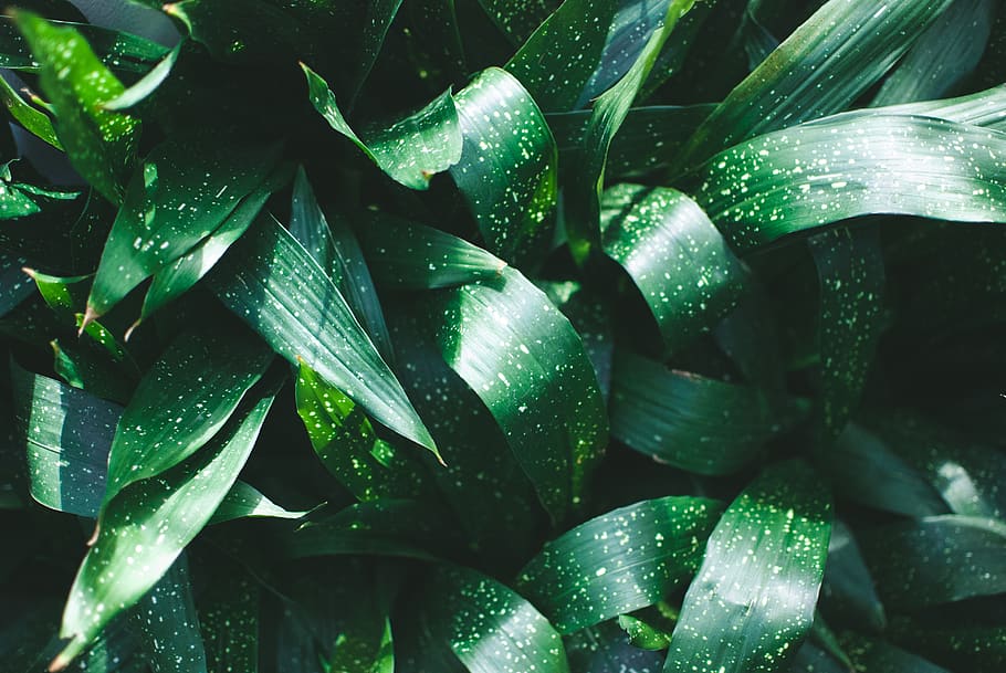 united states, seattle, volunteer park conservatory, green, HD wallpaper