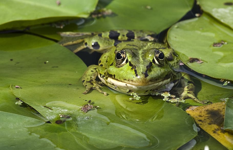 frog, pond, close up, animal, animal themes, animal wildlife HD wallpaper