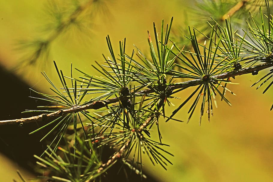 larch, needles, tree, sprig, nature, closeup, plant, the cyclicality of, HD wallpaper