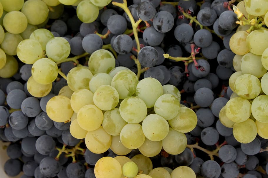 grapes, white, red, fruit, collections, healthy eating, food and drink HD wallpaper