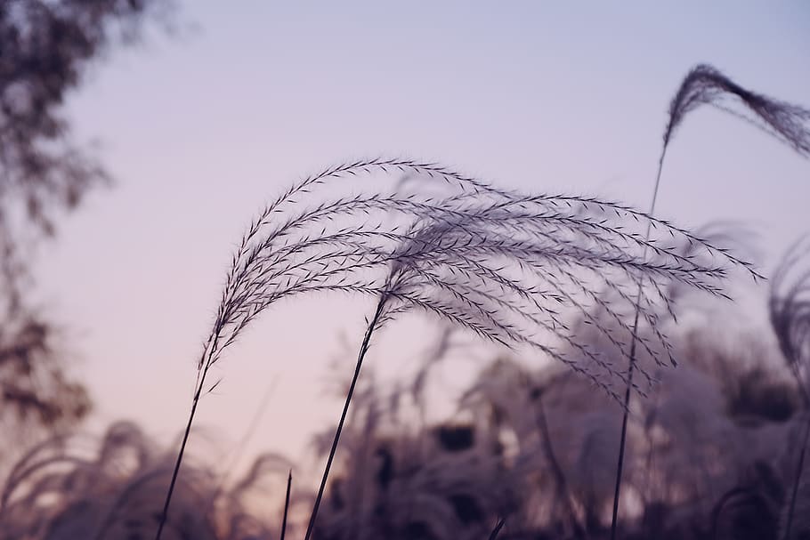 plants during daytime, grass, reed, lawn, animal, bird, tree HD wallpaper