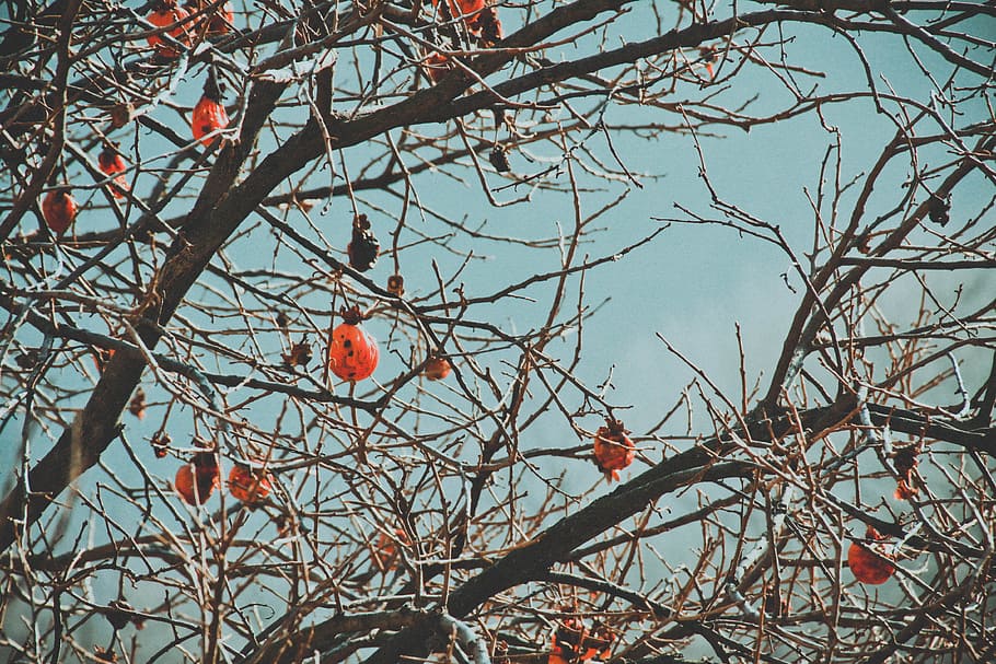 Brown Tree Branch, branches, daytime, plant, fruit, food and drink HD wallpaper