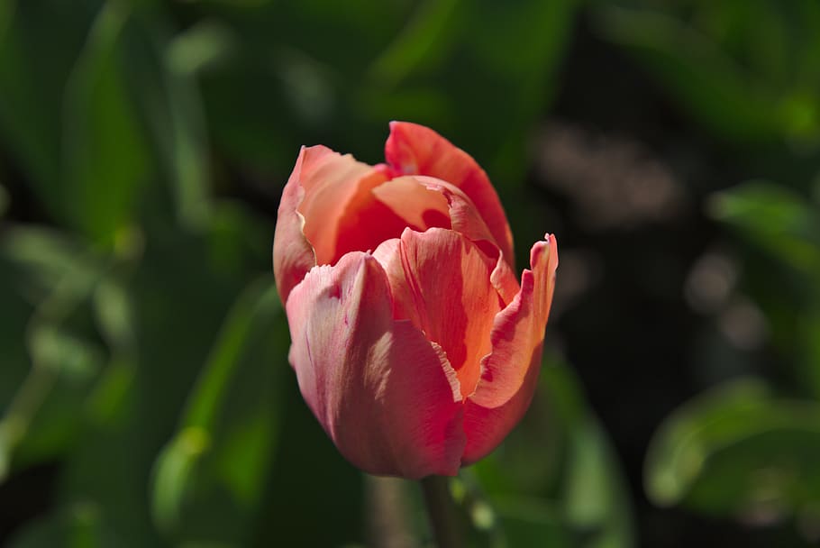 tulip, spring, blossom, bloom, garden, flowering plant, beauty in nature HD wallpaper