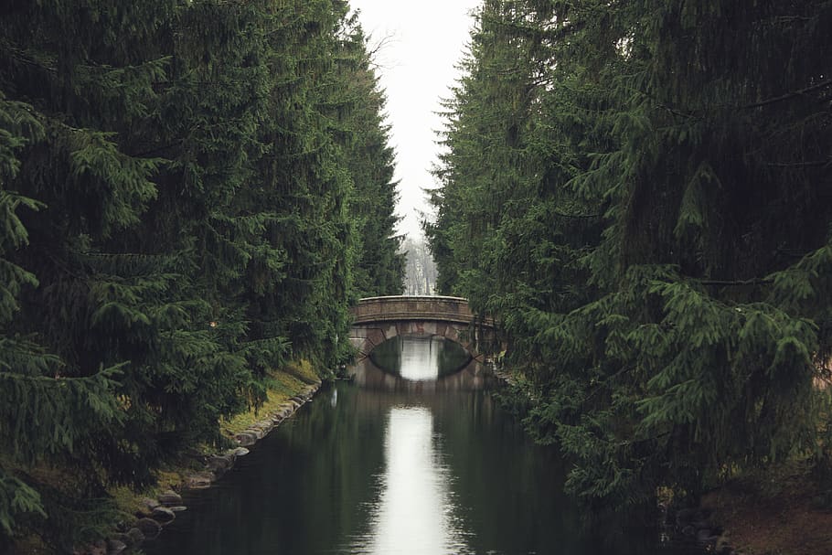 river under concrete bridge between green leafed trees, ditch HD wallpaper