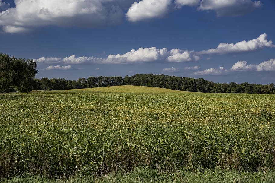 green fields at daytime, farm, outdoors, grassland, rural, meadow HD wallpaper