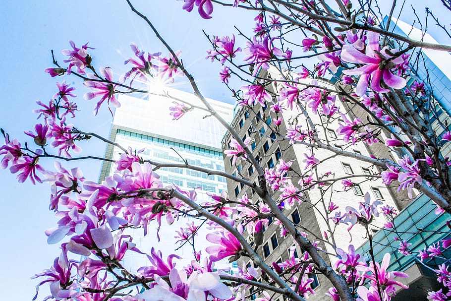 toronto, canada, pattern, lighting, easter, pastel, pink, beautiful HD wallpaper
