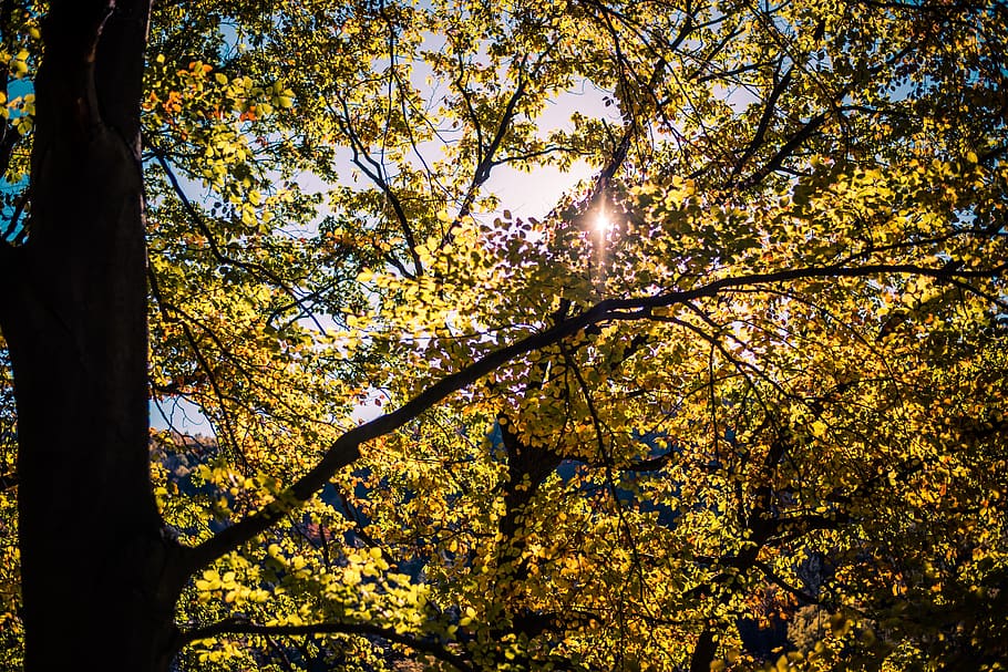 nature, green, forest, landscape, tree, leaves, relaxation HD wallpaper