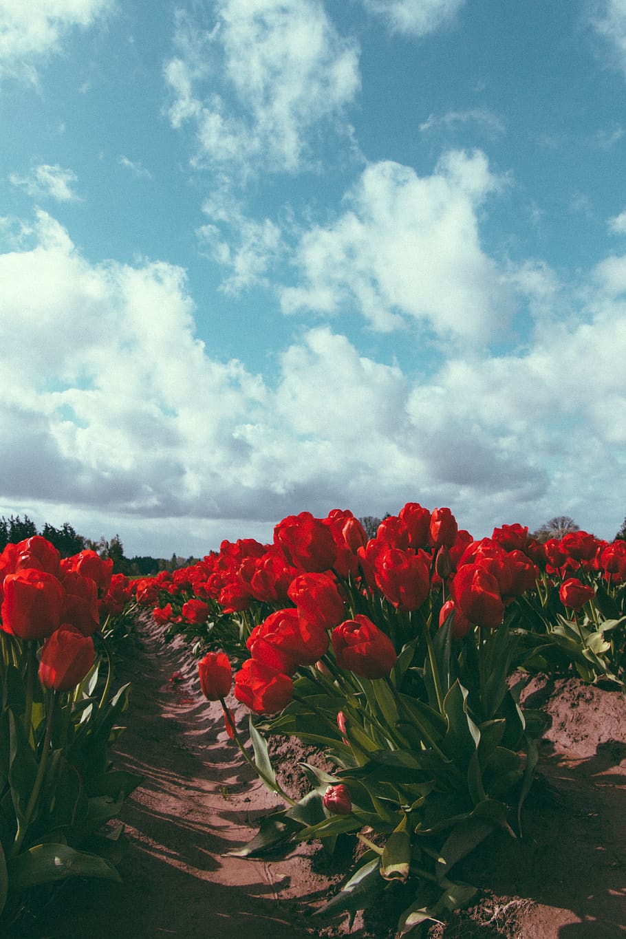 red petaled flower, sky, plant, cloud - sky, beauty in nature HD wallpaper