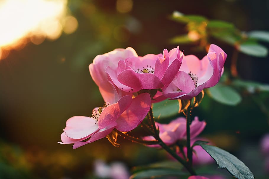 Selective Focus Photography of Pink Flowers, bloom, blooming HD wallpaper