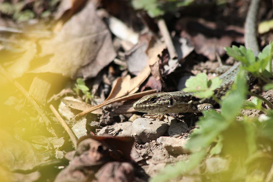 lizard, spring, garden, green, nature, colorful, fauna, animals HD wallpaper