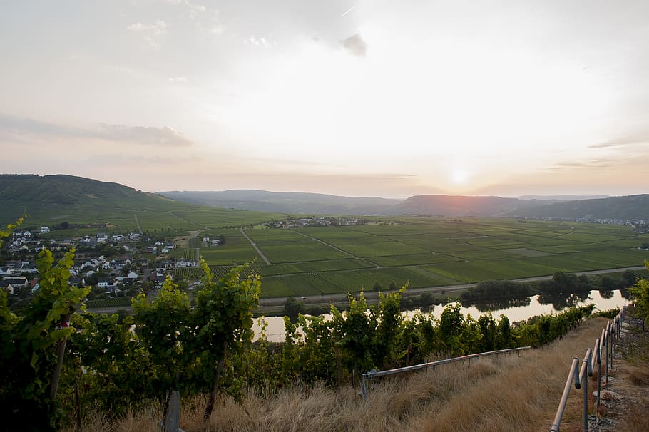 germany, leiwen, grapes, wine, sun, sunset, river, hills, mountains HD wallpaper