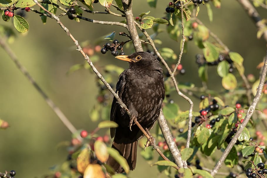 blackbird, throttle, true, males, nature, spring lake, blackbird male, HD wallpaper