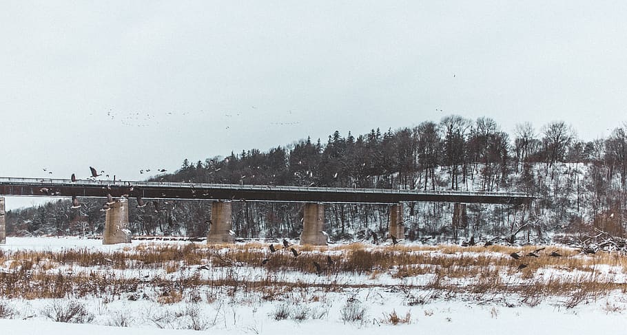 canada, goderich, snow, bridge, birds, loon, cold temperature