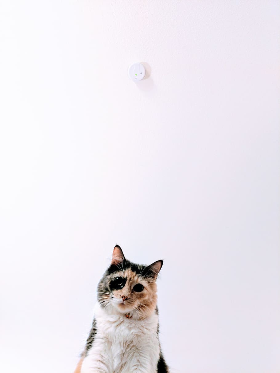 calico cat, pets, mammal, domestic cat, one animal, domestic animals HD wallpaper