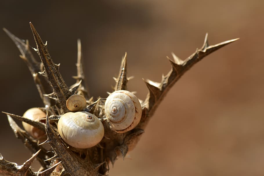 snail shells, spiral, close up, casing, decorative, slowly HD wallpaper