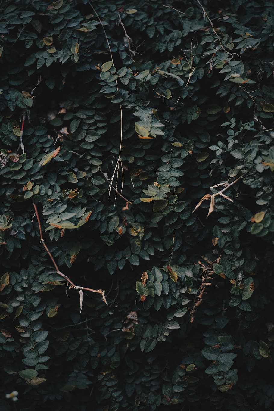 leaf, plant part, growth, nature, no people, tree, full frame HD wallpaper