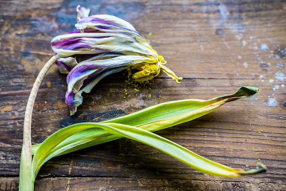 flower, corrupted, transience, withered, leaves, summer, wood HD wallpaper
