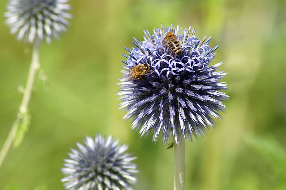 thistle, flower, bee, bees, plant, violet, summer, globe thistle HD wallpaper