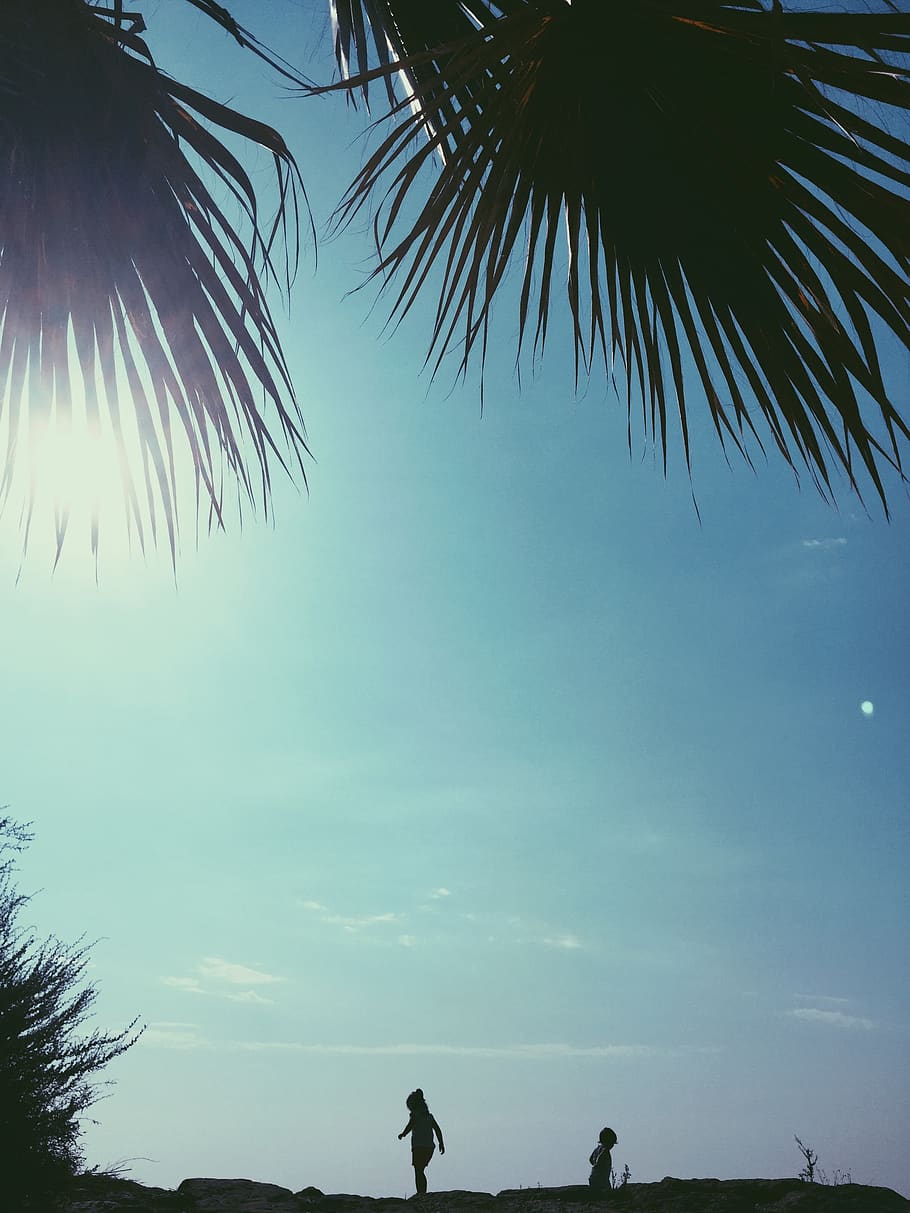 beach, summer, sky, blue, kids, tree, plant, palm tree, nature HD wallpaper