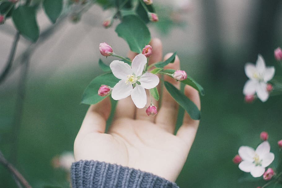 white flowers, flowering plant, freshness, human hand, vulnerability HD wallpaper