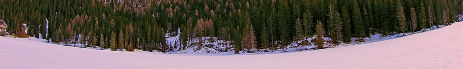 plant, tree, pine, conifer, fir, abies, larch, sled, spruce HD wallpaper