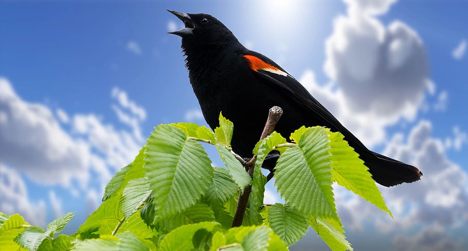 redwing blackbird, summer, birds, nature, animal, wildlife, HD wallpaper
