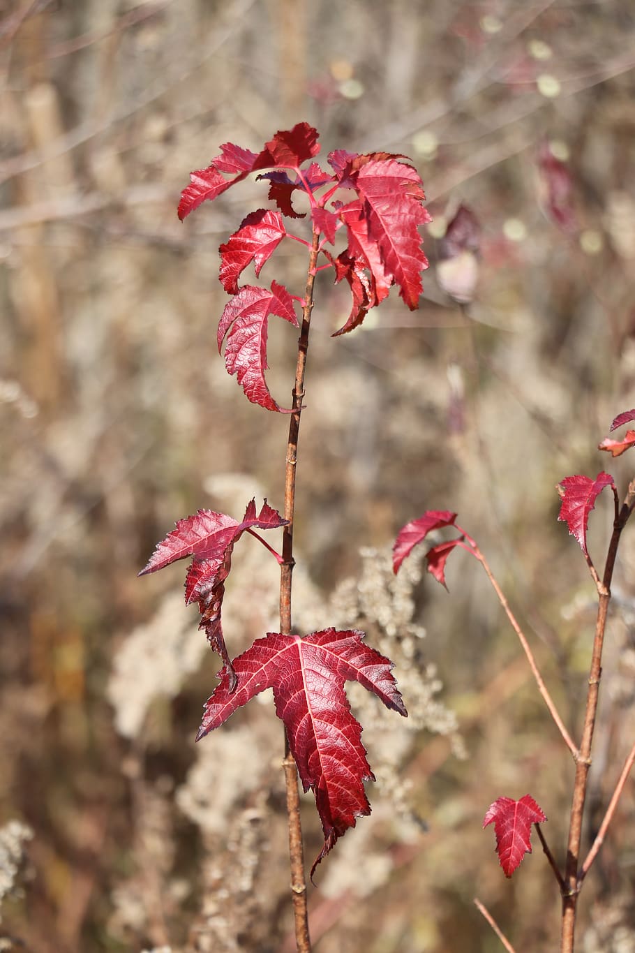 autumn, leaf, macro, plant, beauty in nature, growth, close-up HD wallpaper