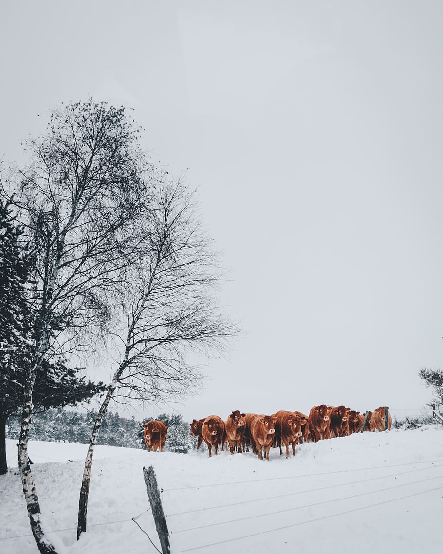 Group of Cattle on Snowfield, cold, cows, daylight, daytime, environment HD wallpaper