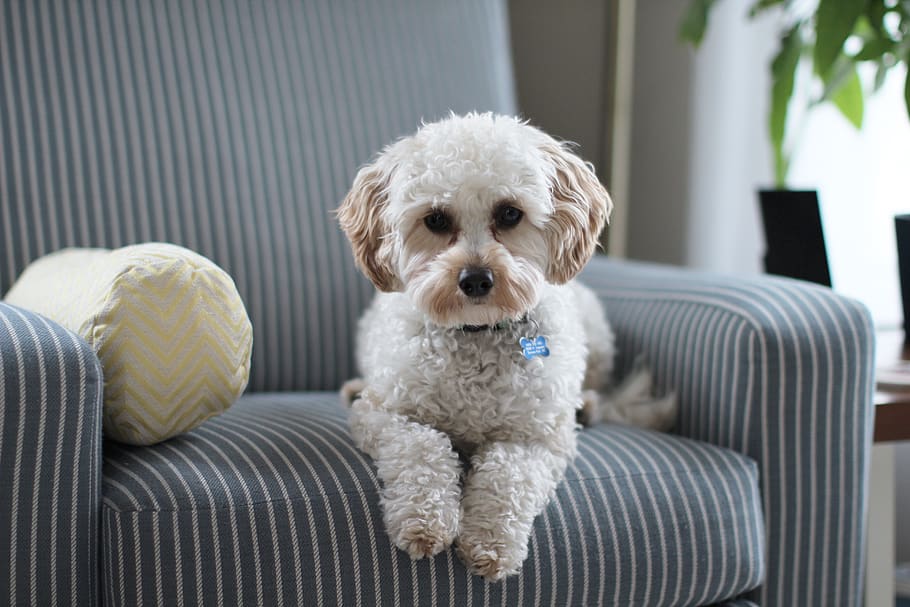White Shih Tzu Puppy on Fabric Sofa Chair, adorable, animal, breed, HD wallpaper