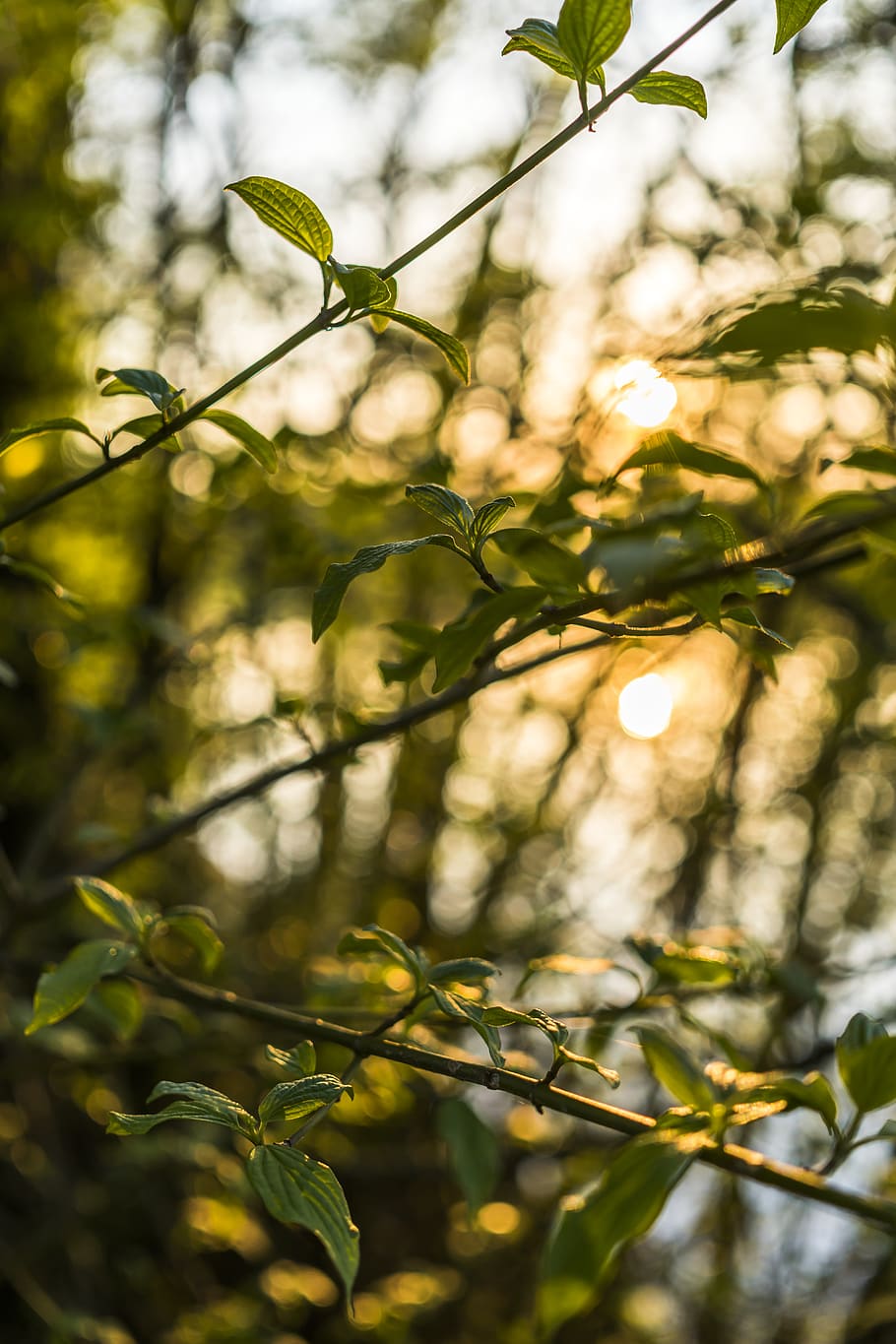 Close Up Photo of Green Leaves, background, beautiful, branch HD wallpaper
