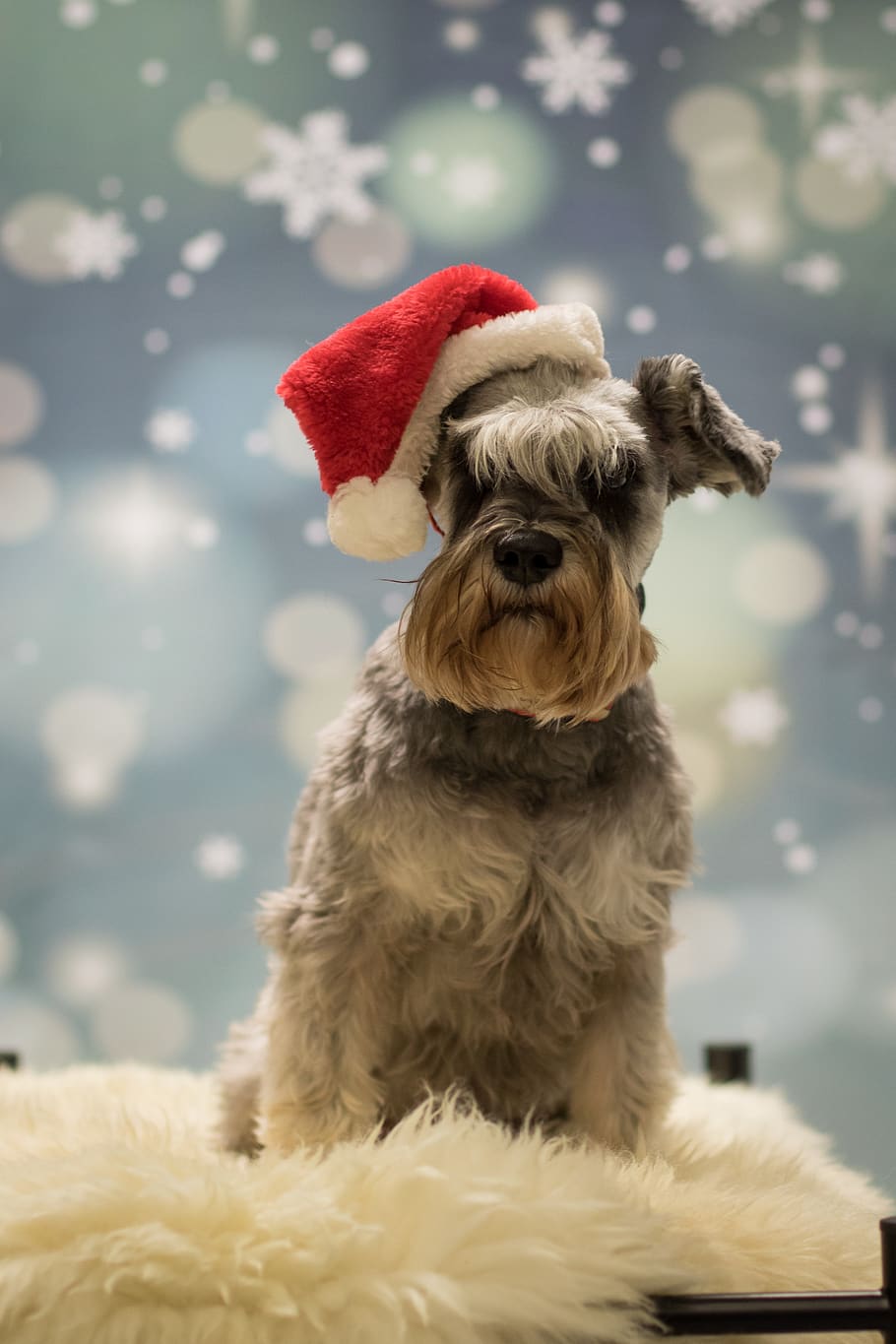 HD wallpaper: christmas, miniature schnauzer, dog, pets, domestic