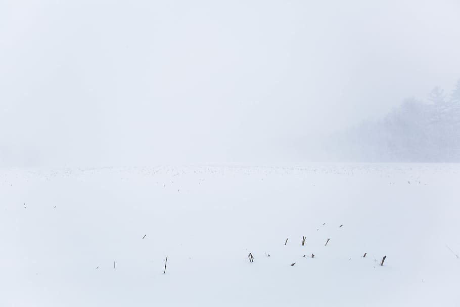 field, snow, corn, corn field, blizzard, stella, storm, new hampshire, HD wallpaper