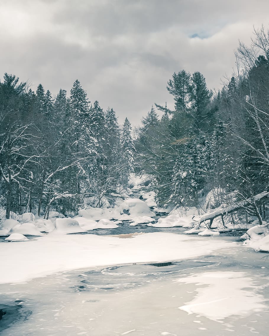leafless trees with snow, plant, fir, abies, nature, outdoors HD wallpaper