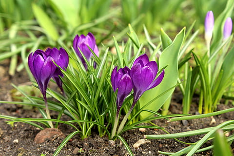 crocus, march, spring flowers, violet, purple, figure, nature HD wallpaper