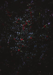 red round fruits and green plants, holly, winter, tree, nature HD wallpaper