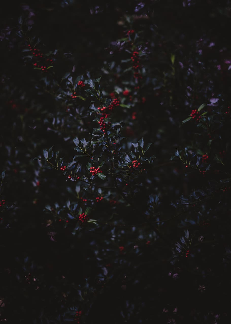 red round fruits and green plants, holly, winter, tree, nature HD wallpaper
