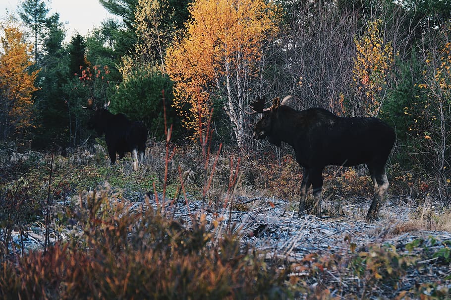 animals, maine, moose, forest, woods, new england, autumn, fall HD wallpaper