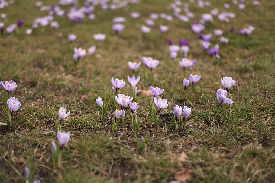 crocus, spring, nature, purple, flowers, spring flower, sea of flowers HD wallpaper
