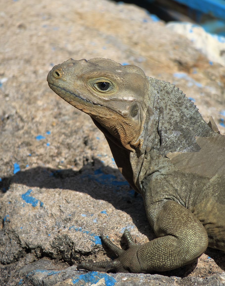 lizard, dragons, scale, reptile, iguana, head, schuppenkriechtier HD wallpaper