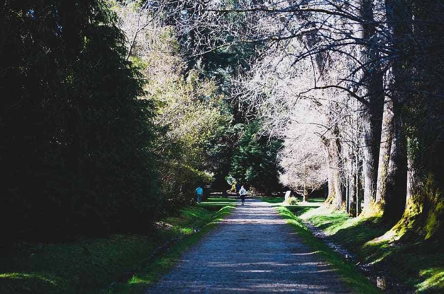 chile, valdivia, tree, plant, direction, the way forward, transportation HD wallpaper