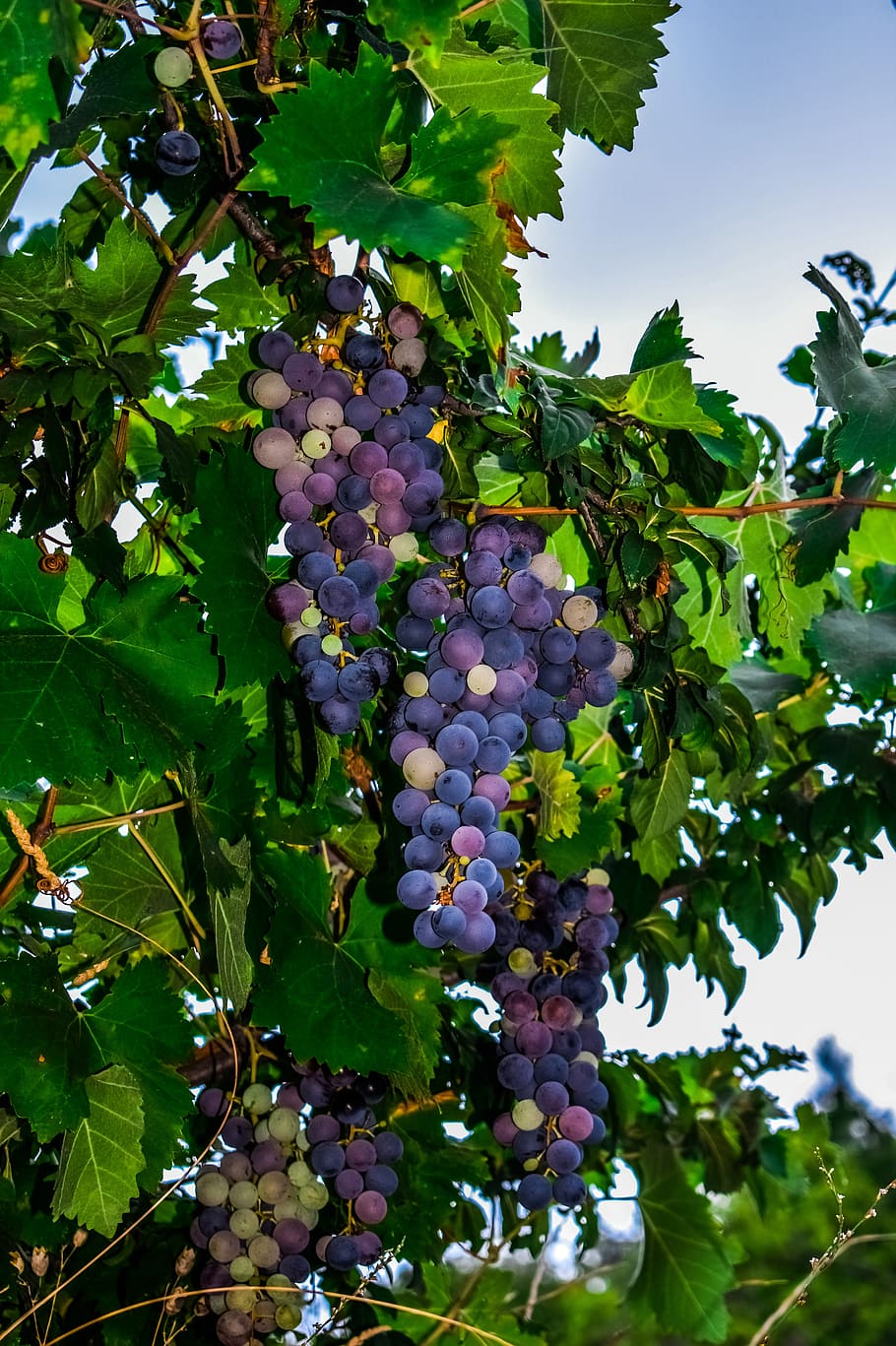 grapes, vineyard, fruit, nature, healthy, agriculture, summer HD wallpaper