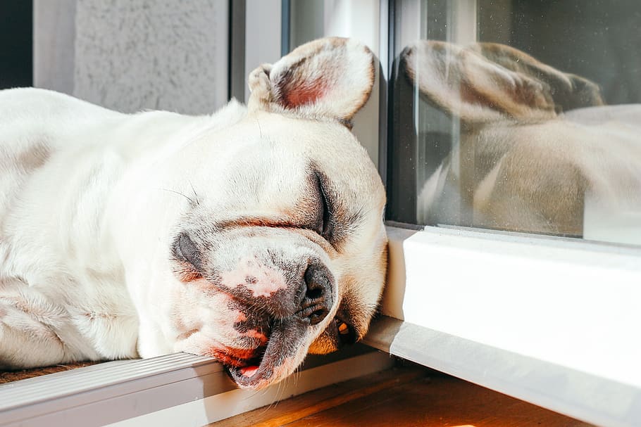 white dog sleeping on floor, animal themes, pets, mammal, domestic animals HD wallpaper