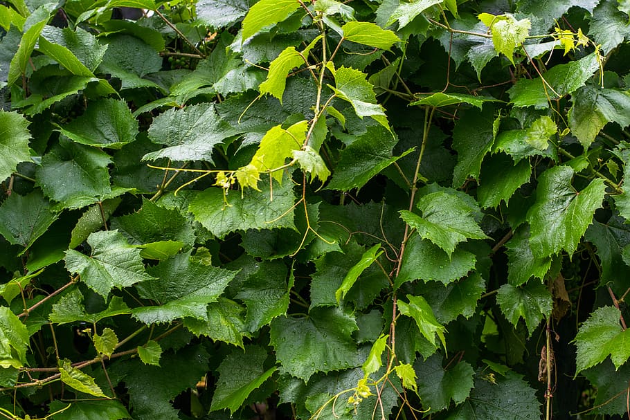 spring, leaves, rain, leaf, plant part, green color, growth HD wallpaper