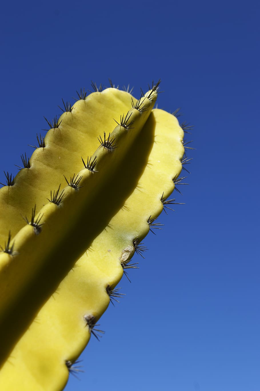 cactus, nature, blue, sky, flower, summer, plant, spina, beauty HD wallpaper