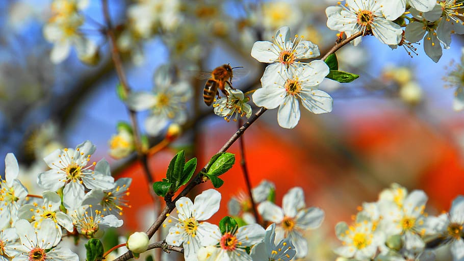 honey bee, flowers, spring, insect, nature, close up, macro, HD wallpaper