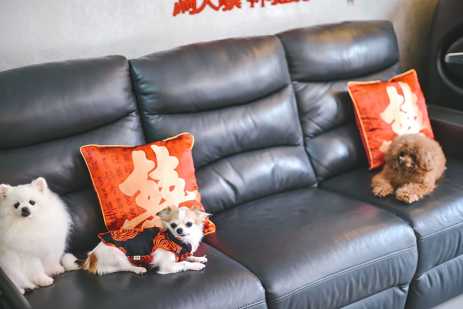 Dogs on Sofa, various, mammal, domestic, pets, animal themes HD wallpaper