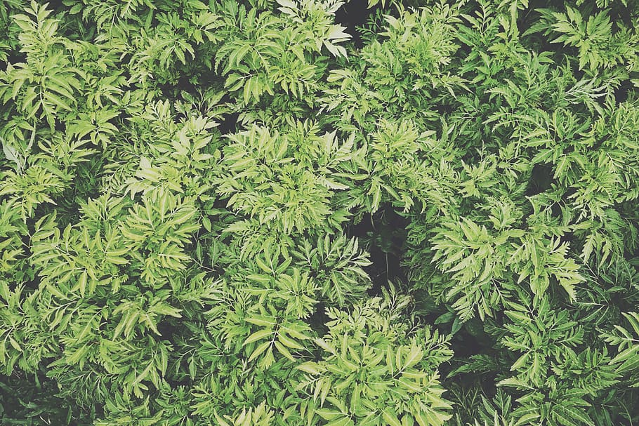growth, green color, plant, plant part, leaf, full frame, beauty in nature HD wallpaper