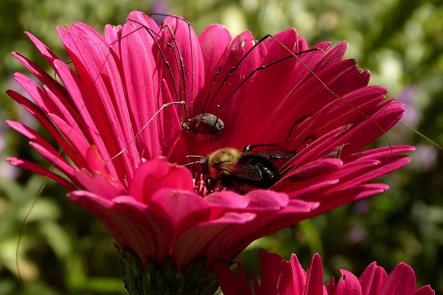 flower, pink, bee, spider, sun, pollen, nectar, sharing, colors HD wallpaper